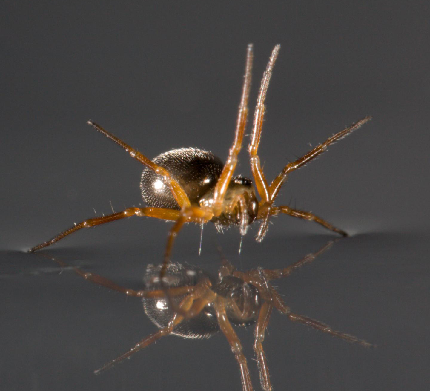 Spiders Sail Kilometres Across Water To Colonise The World