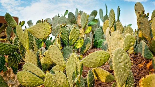 This Humble Cactus Could Help Fuel Our Drought-Stricken World