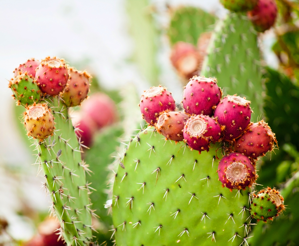 This Humble Cactus Could Help Fuel Our Drought-Stricken World