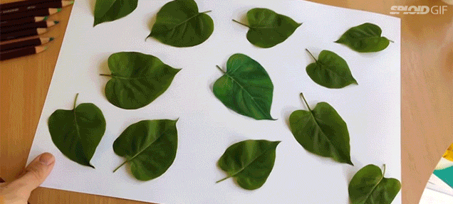 Which Of These Leaves Are Not Actually Real?