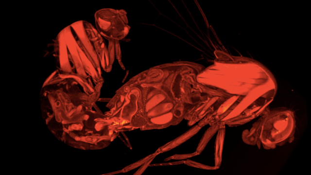 3D Scans Show How Semen Controls Sexual Behaviour In Female Flies