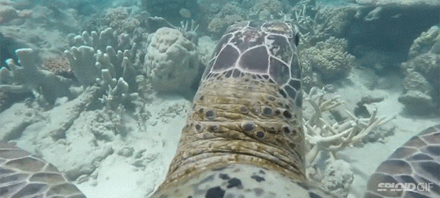 See The Great Barrier Reef From The Perspective Of A Swimming Turtle