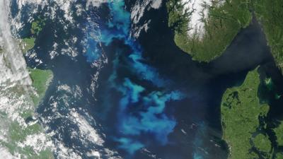 NASA Captures North Sea Algae In Full Bloom 