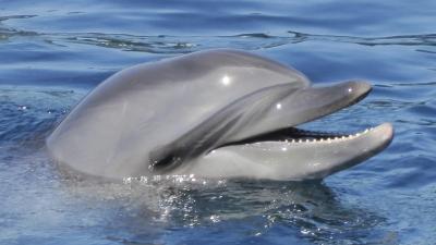 New Brain Scans Show How Dolphins Use Sound To See