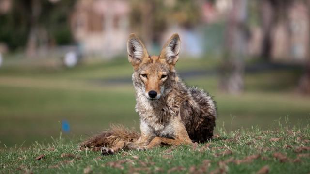 How US Cities Are Adapting To More Coyotes, Cougars And Urban Wildlife
