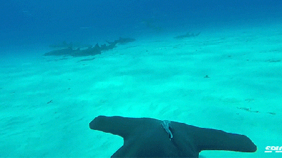 Watch A Hammerhead Shark Swim In The Ocean From The Shark’s Perspective