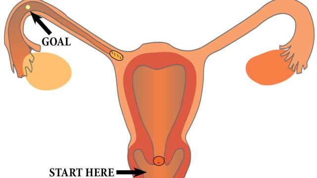 What Happens To Sperm Once They’re Inside A Woman?