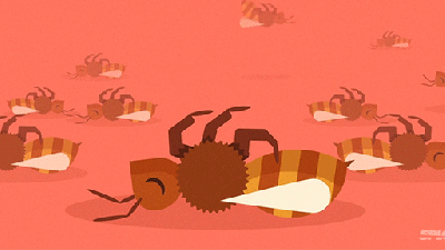 Video Explains Why Bees Are Dying And How That Seriously Screws Humans
