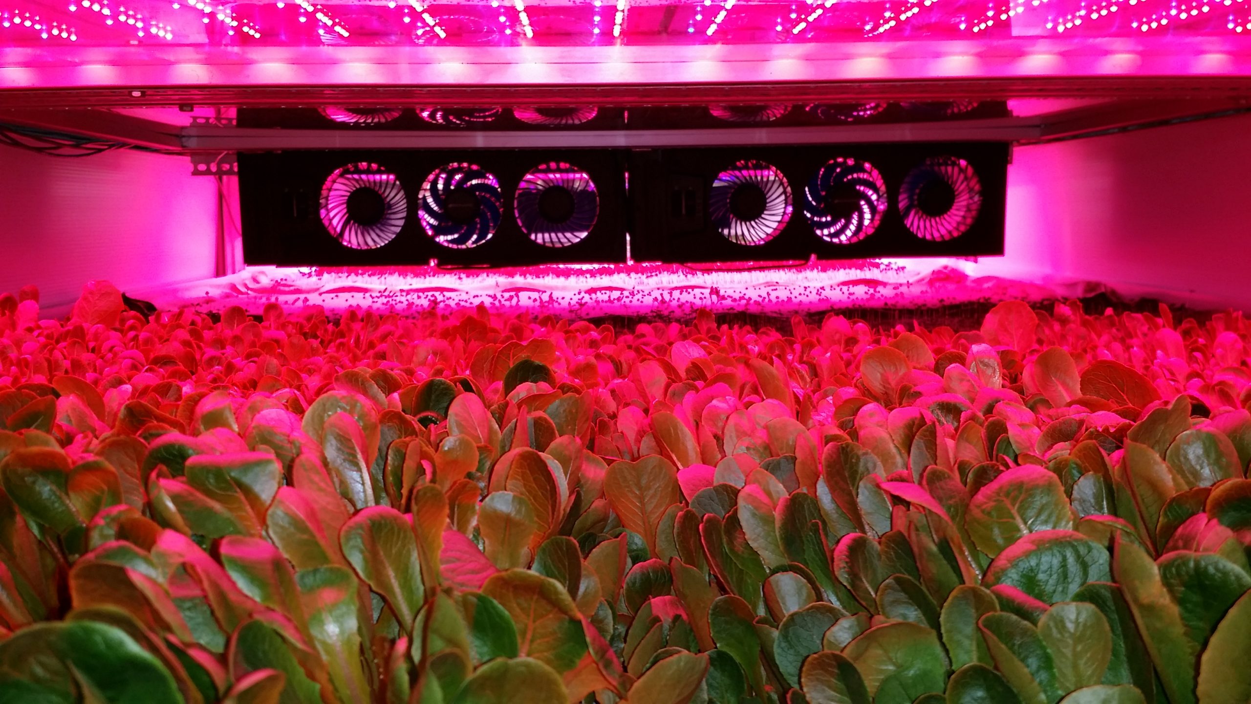 The World’s Largest Indoor Vertical Farm Is Being Built In The US