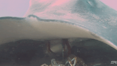 Seeing A Giant Stingray Eat A Crab Is Like Seeing A UFO Abduct A Person