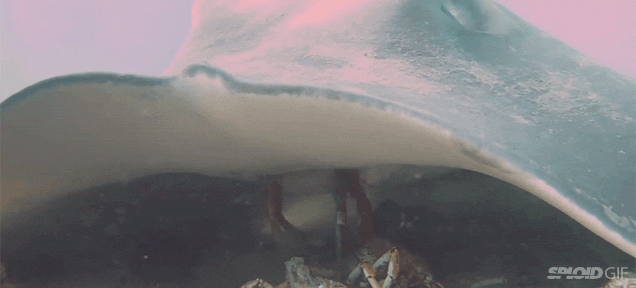 Seeing A Giant Stingray Eat A Crab Is Like Seeing A UFO Abduct A Person