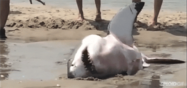 A Beached Great White Shark Is Still Scary As Hell