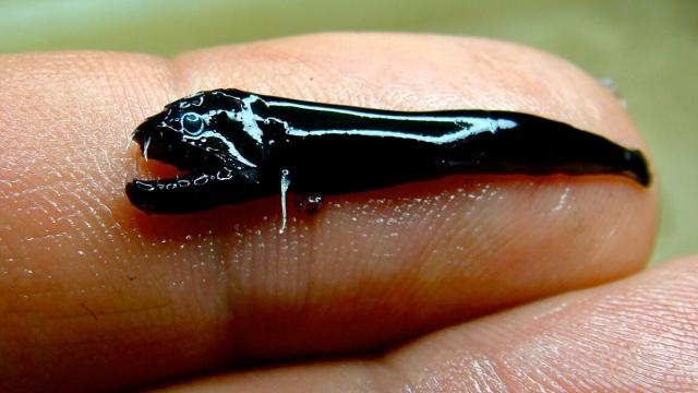 Australian Research Reveals This Fanged Fish Can Live Inside A Volcano