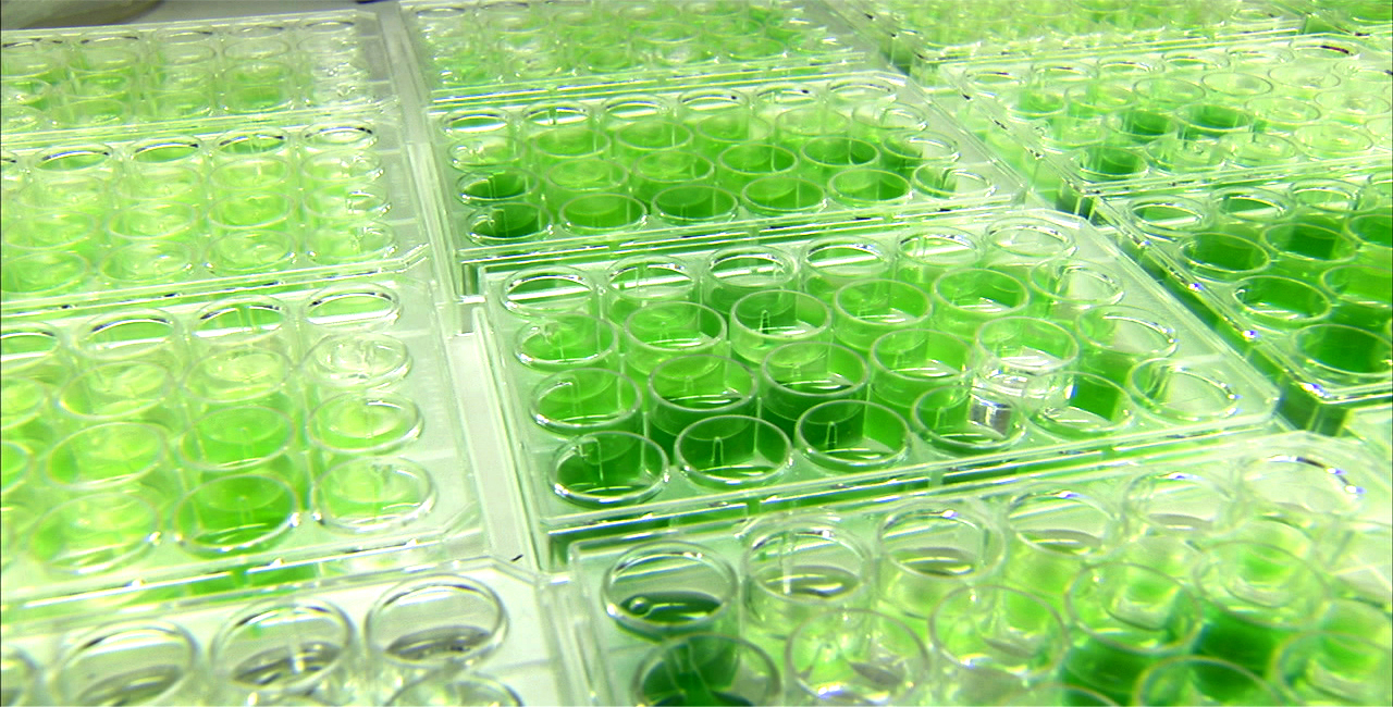 The Future Will Run On Algae