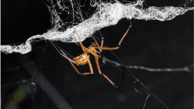 Male Black Widows Go To Crazy Lengths To Keep A Female To Themselves