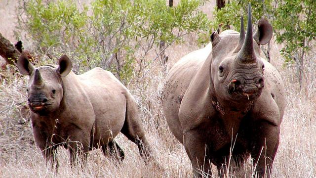 The Controversial, Mad Science Strategy To Save Earth’s Rhinos 