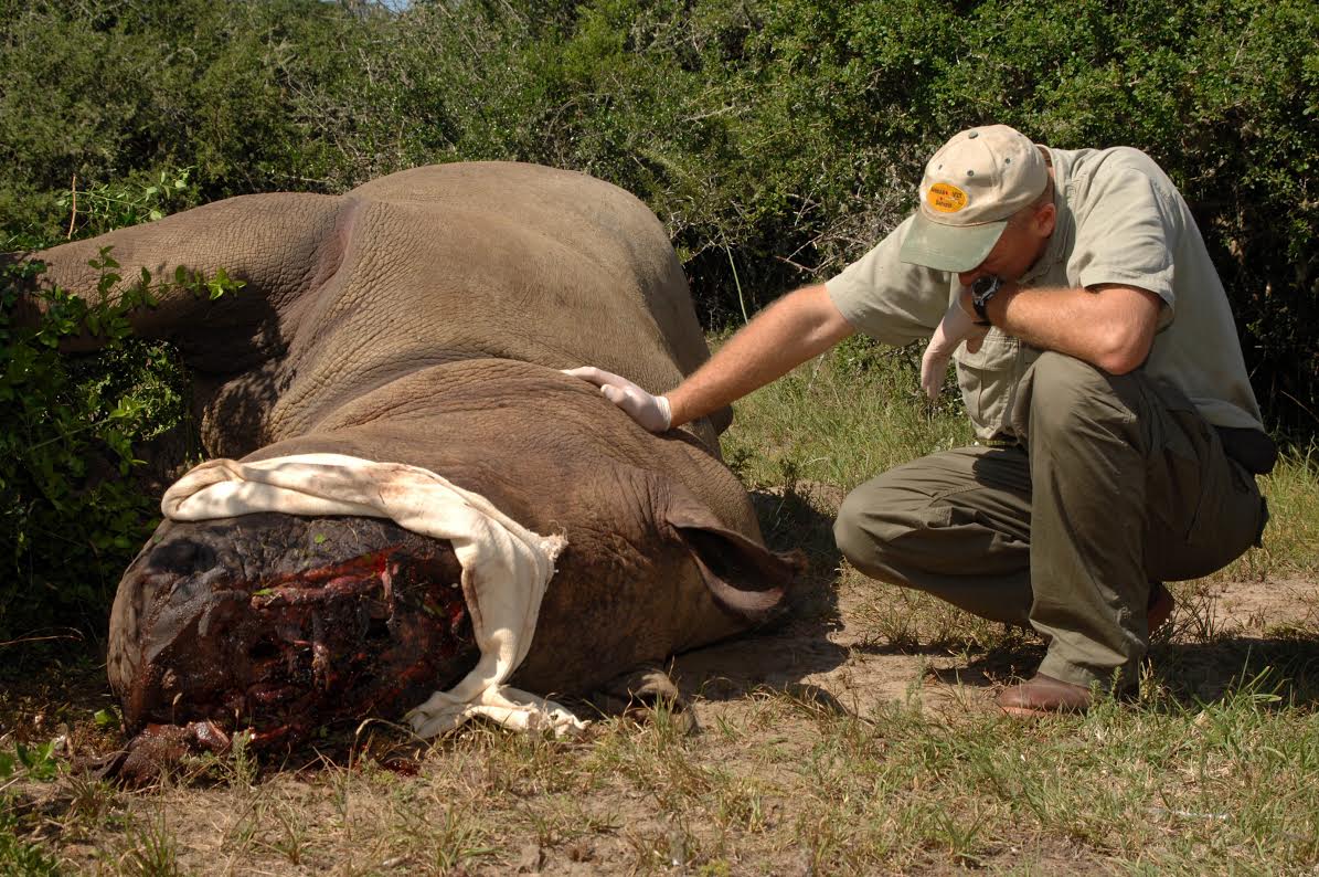 The Controversial, Mad Science Strategy To Save Earth’s Rhinos 