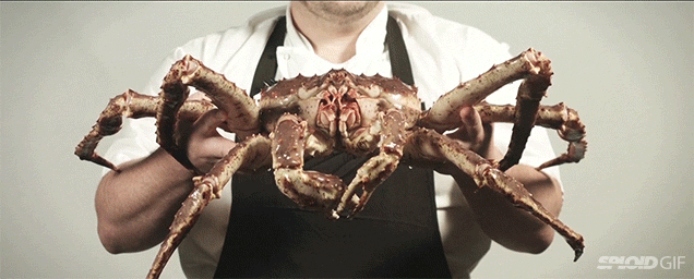Video: The Doomed Story Of The Mighty King Crab