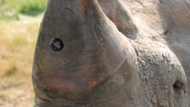 Why Does This Rhino Have A Camera In Its Horn?