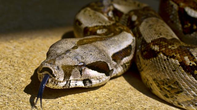 The Way Boa Constrictors Kill Is Even Creepier Than We Thought
