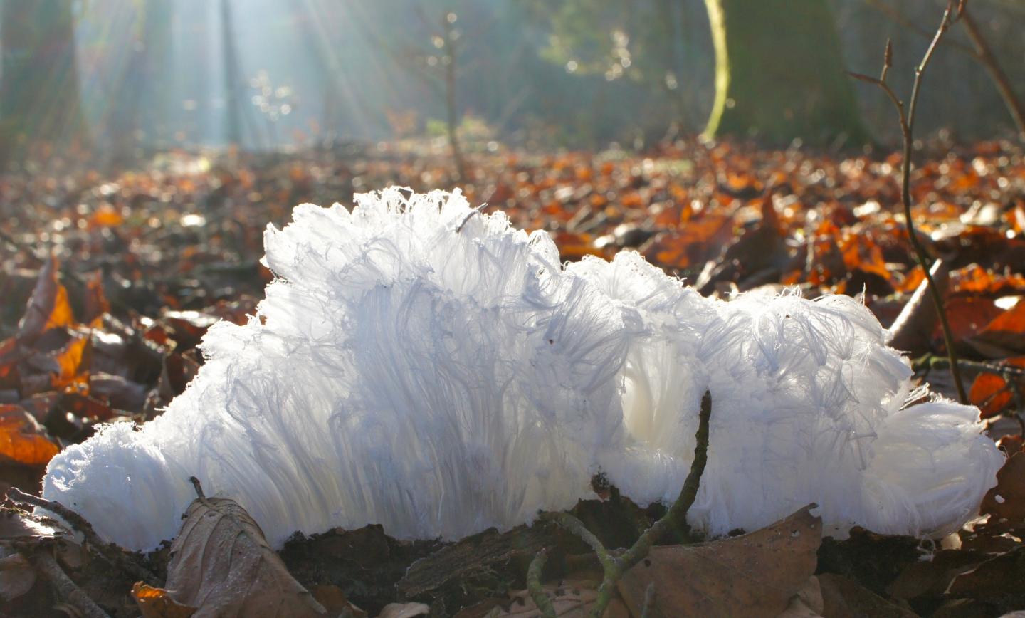 You Can Thank A Fungus For These Crazy Hair Ice Sculptures