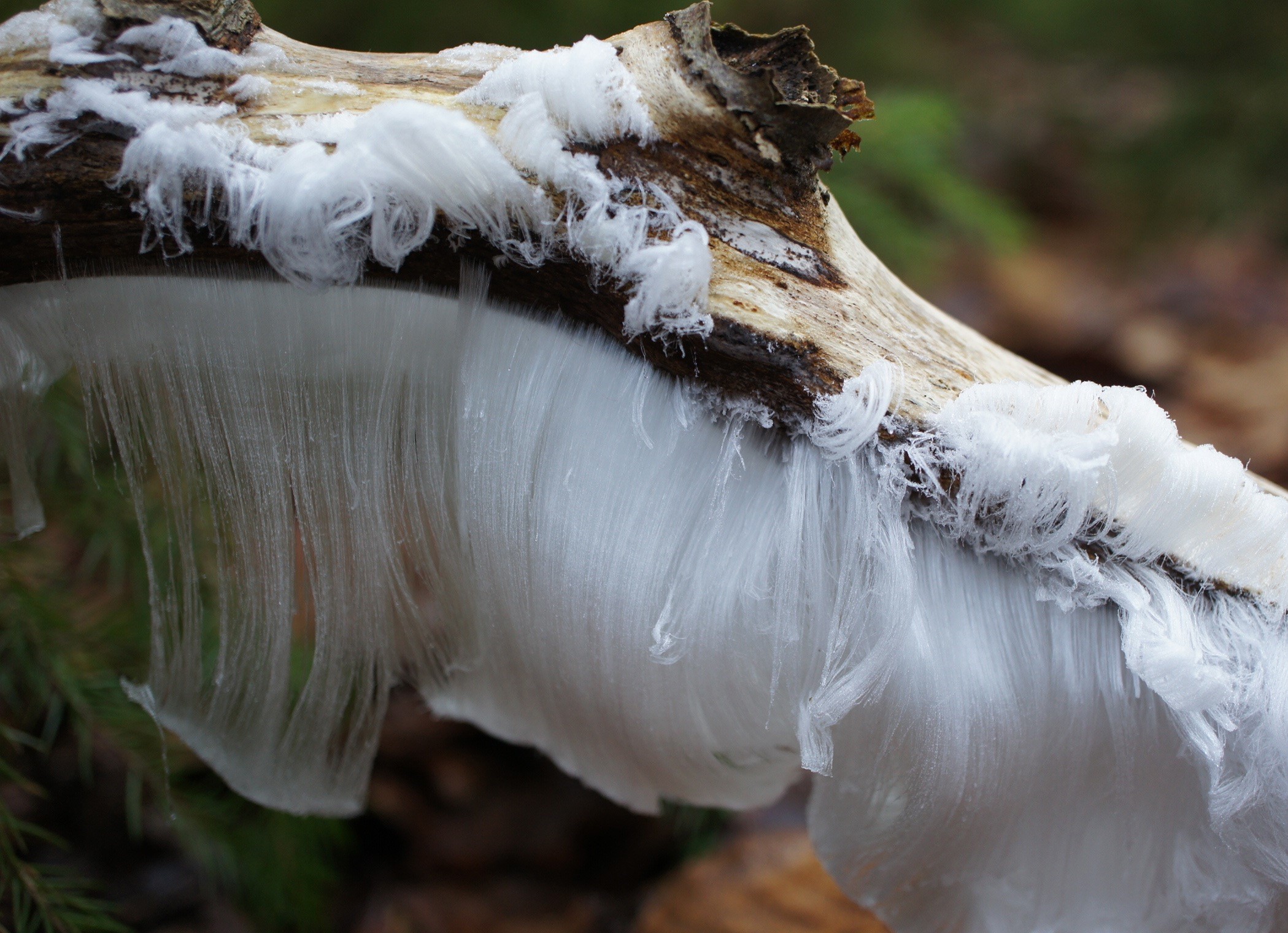 You Can Thank A Fungus For These Crazy Hair Ice Sculptures