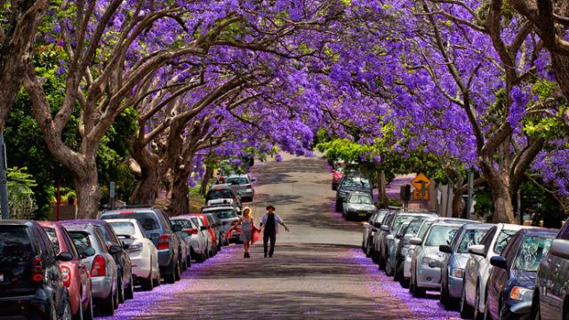 Trees Can Make An Urban Stroll Better For Your Mental Health