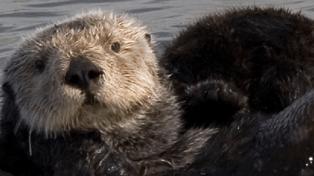 Sea Otters Use Tools, And Archaeologists Are On The Case