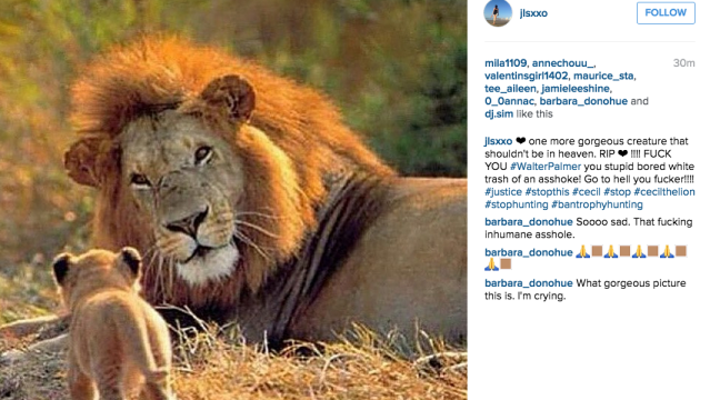 The Entire Internet Is Outraged Over The Hunting Of Cecil The Lion