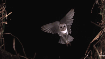 Beautiful Video Of Beautiful Birds Flying In Slow Motion