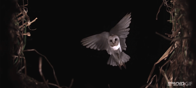 Beautiful Video Of Beautiful Birds Flying In Slow Motion