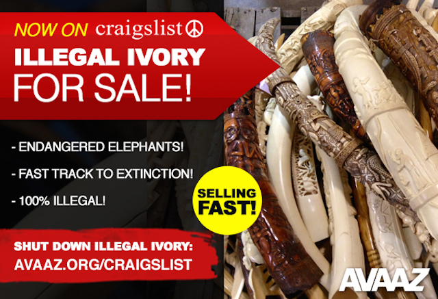Why Is Craigslist Censoring Anti-Ivory Ads, But Not Real Ivory Sales?