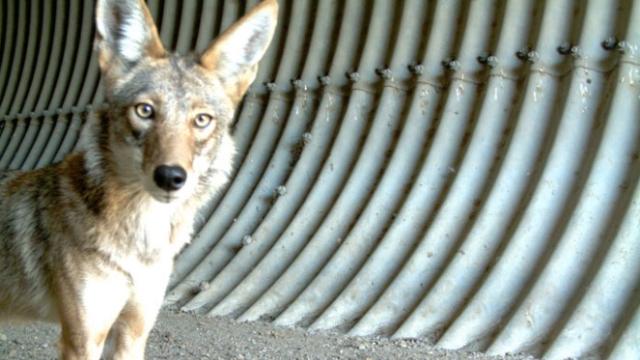 City-Dwelling Coyotes Live In Urban Spaces Like Their Human Neighbours
