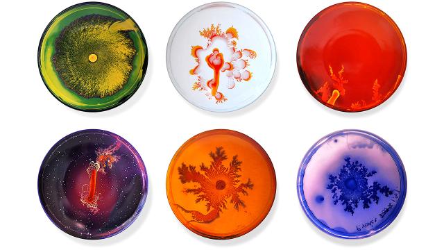 Don’t Be Grossed Out, The Bacteria On These Petri Dish Plates Is Art