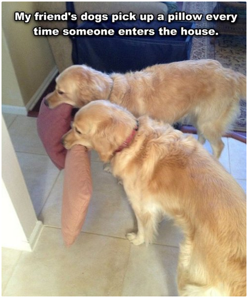 Why Are Dogs So Insanely Happy To See Us When We Get Home?
