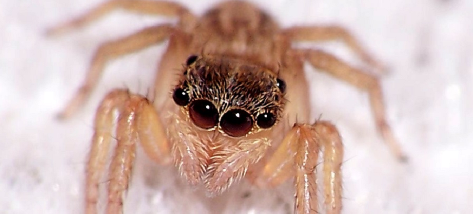 This Is How To Find The Spiders That Are Staring At You In The Dark