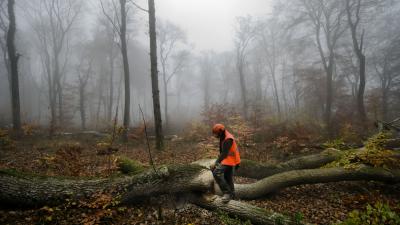 IKEA Is Buying Up Whole Forests, And So Is Apple