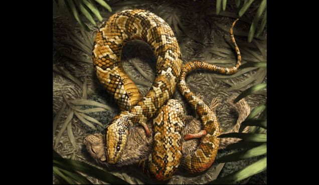 Brazil Would Like Its Four-Legged Snake Fossil Back