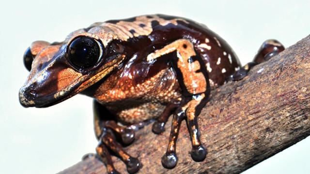 Venomous Frogs Use Deadly Face Spines To Slay Their Enemies
