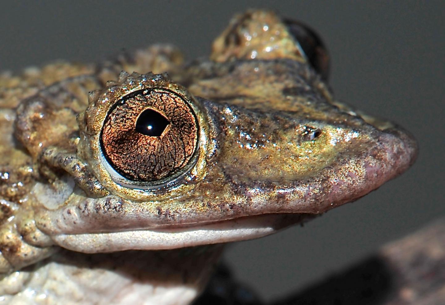Venomous Frogs Use Deadly Face Spines To Slay Their Enemies