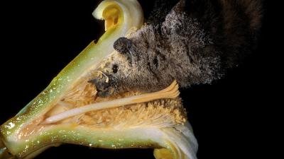 Here Is A Cactus Bribing A Bat To Help It Have Sex 