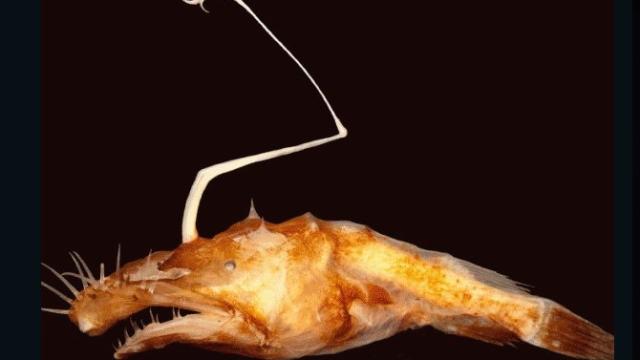 New Anglerfish Proves Deep Sea Life Is Just As Hideous As Ever