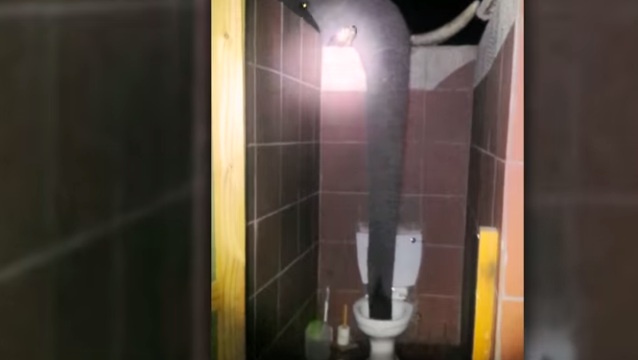 Elephants Discover Public Toilets Are Great Watering Holes