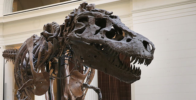 Paleontologists Discovered Sue The T. Rex 25 Years Ago Today