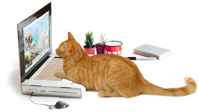 A Laptop Scratching Post Lets Your Cat Create Its Own Viral Content