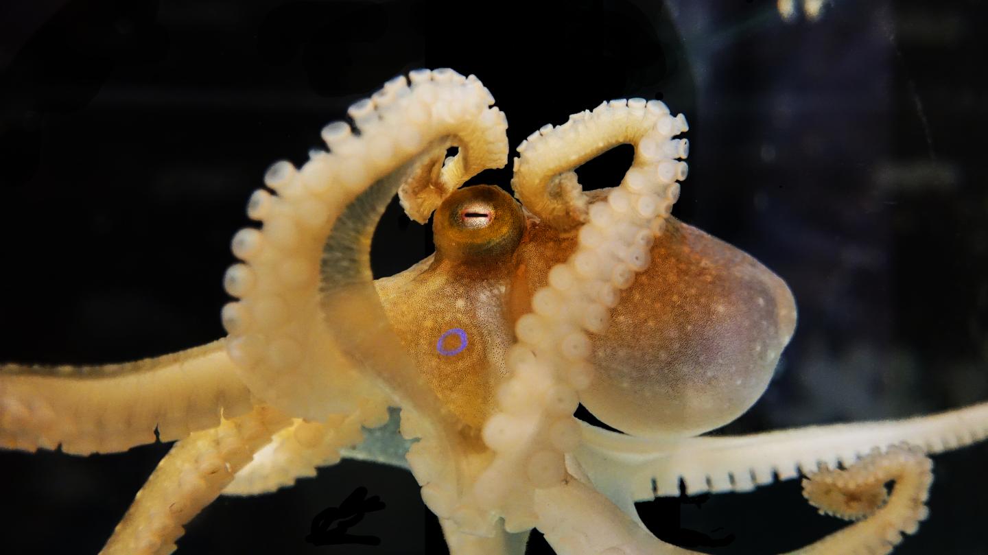 First Complete Octopus Genome Will Unlock Cephalopod Secrets