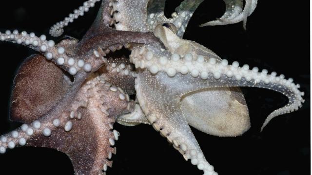 The Unusual Mating Habits Of This Octopus Totally Blow Biologists’ Minds