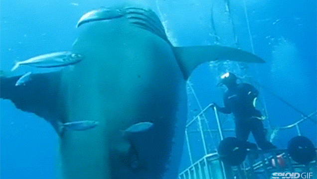 The Biggest Shark Ever Filmed Is Basically The Size Of A Blimp
