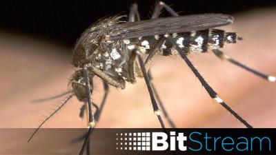 Alphabet Wants To Start Breeding Experimental GMO Mosquitoes