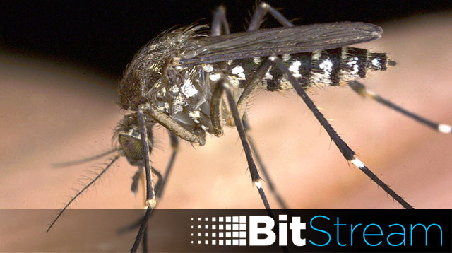 Alphabet Wants To Start Breeding Experimental GMO Mosquitoes